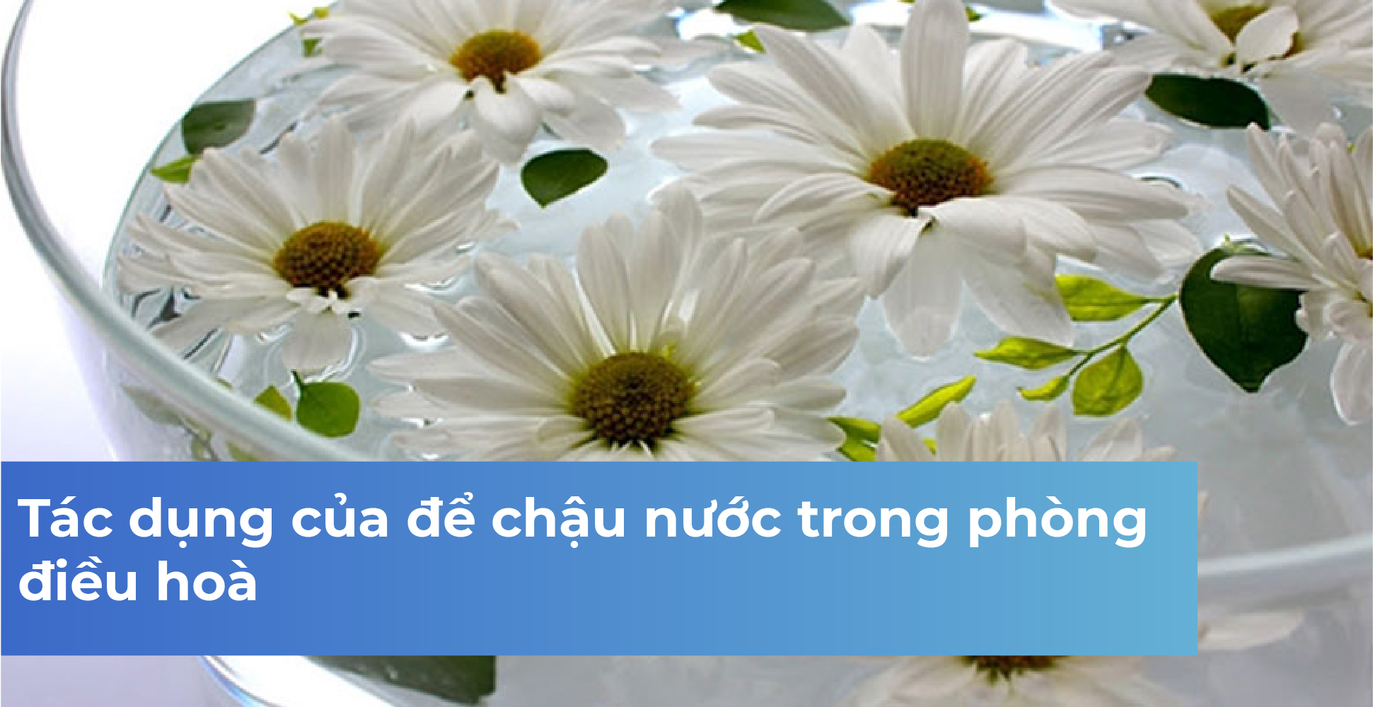 Tác dụng của để chậu nước trong phòng điều hoà